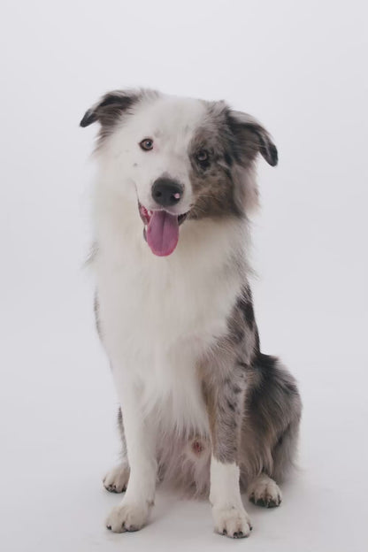 Collar para perro estilo chaleco de malla que se ajusta alrededor del pecho